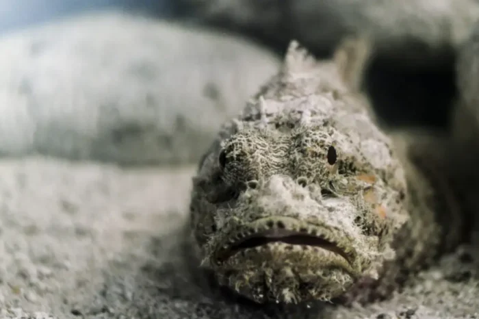 Ikan Lepu Viral di TikTok, Jago Menyamar Jadi Batu tapi Sengatannya Bikin Ngeri