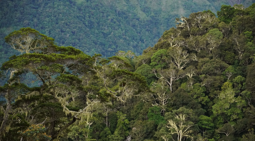 Perdagangan Karbon Dinilai hanya Mengkomodifikasi Hutan Adat