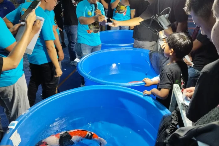 Ajang Kediri Koi Show ke-13: Dongkrak Pasar Ikan Hias dan Potensi Breeder Lokal